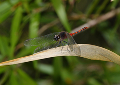Diplacodes melanopsis