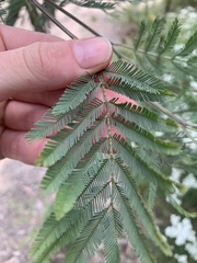 Acacia filicifolia