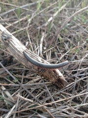 Ommatoiulus diplurus