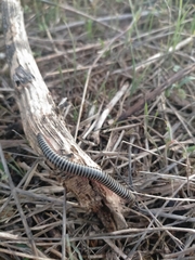 Ommatoiulus diplurus
