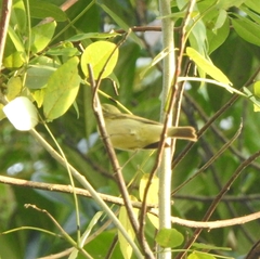Phylloscopus nitidus