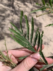 Acacia filicifolia