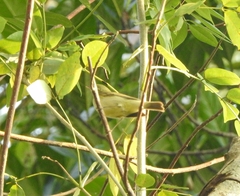 Phylloscopus nitidus