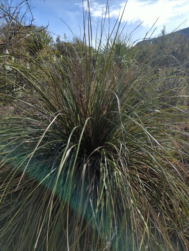 Nolina erumpens