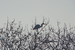Ardea cinerea