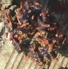 Schizoporella errata