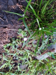 Cyperus mindorensis