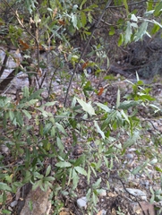 Quercus emoryi