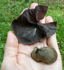Auriculariaceae