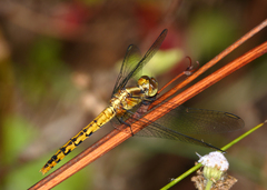 Diplacodes melanopsis