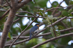 Cyornis tickelliae