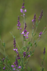 Comesperma