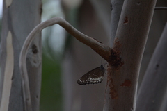 Euploea core