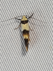 Crepidosceles glycydora