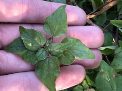 Parietaria floridana