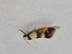 Crepidosceles glycydora