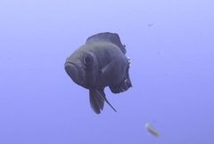 Priacanthus hamrur