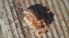 Calcarea