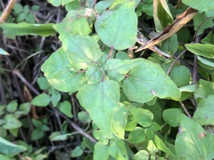 Parietaria floridana