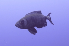 Priacanthus hamrur