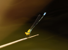 Pseudagrion aureofrons