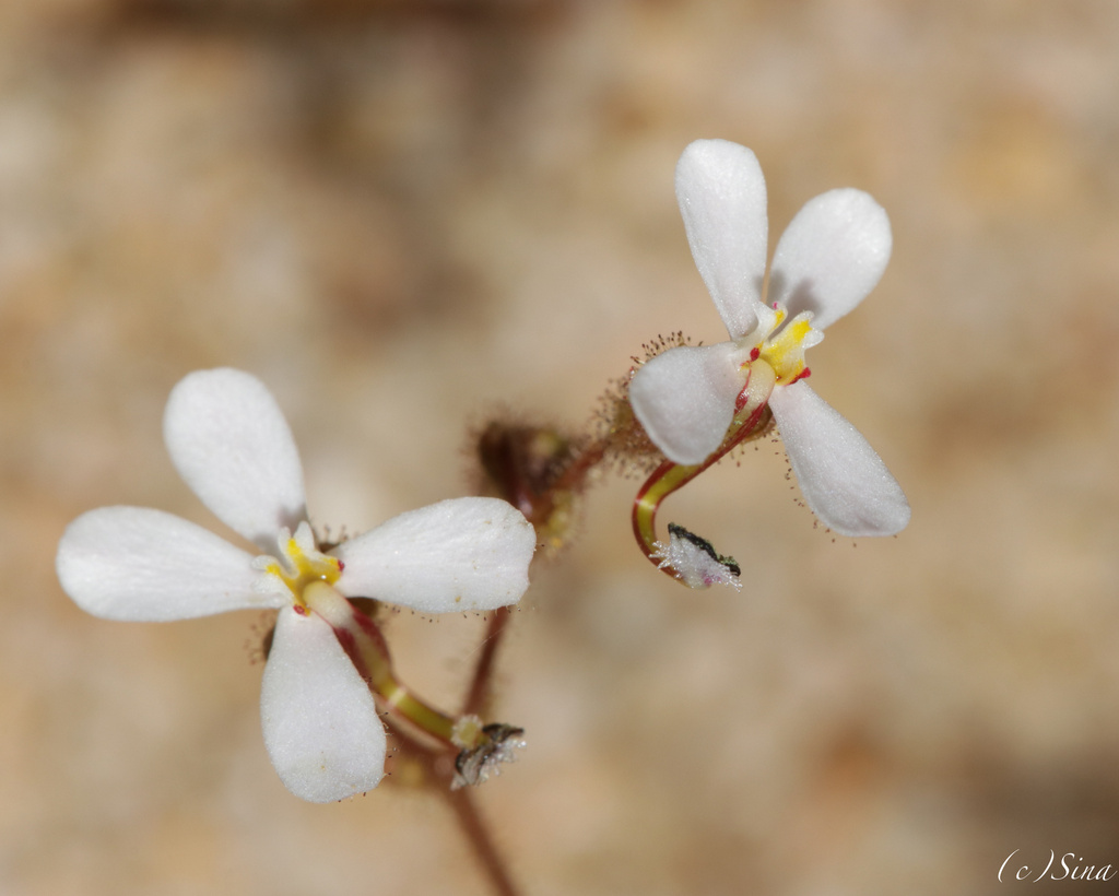 Stylidium arenicola (Stylidium arenicola)