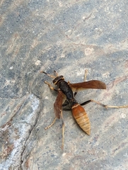 Polistes comanchus