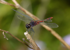 Diplacodes melanopsis