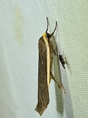 Palaeosia bicosta