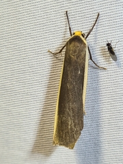 Palaeosia bicosta