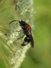 Ronisia brutia