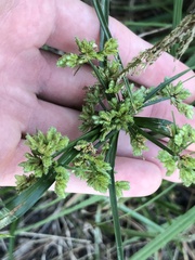 Cyperus surinamensis