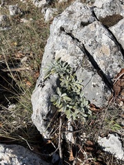 Sideritis raeseri