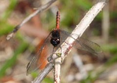 Diplacodes melanopsis