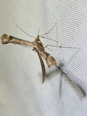 Pterophoridae
