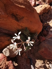 Pelargonium pinnatum