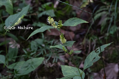 Collinsonia sinensis