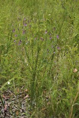 Comesperma
