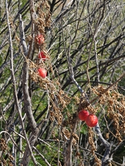 Ibervillea tenuisecta