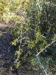 Forestiera angustifolia