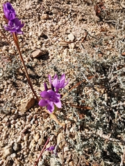 Thereianthus spicatus