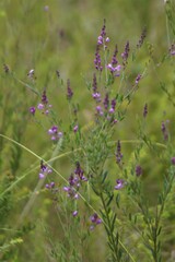 Comesperma