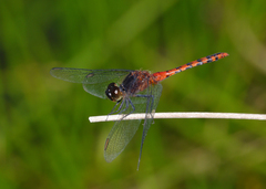 Diplacodes melanopsis