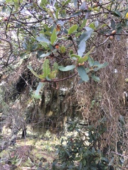Quercus mexicana