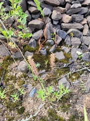 Dracocephalum thymiflorum
