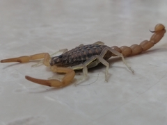 Aegaeobuthus nigrocinctus