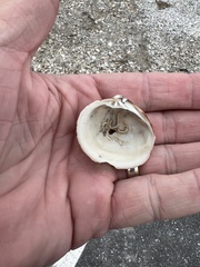 Phacoides pectinatus