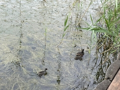 Tachybaptus ruficollis capensis