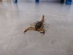 Aegaeobuthus nigrocinctus