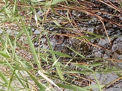 Tachybaptus ruficollis capensis